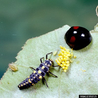   Twicestabbed lady beetle