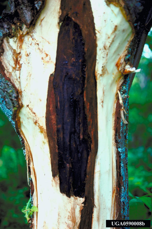 Debarked Butternut Canker
