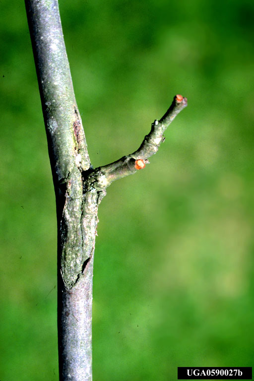 Butternut Branch Canker