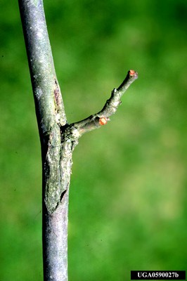 Butternut Branch Canker