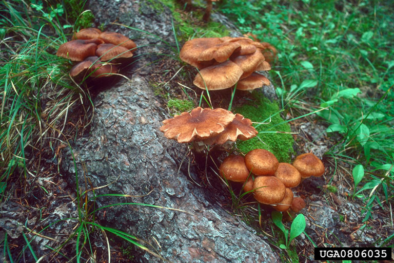 Armillaria root disease