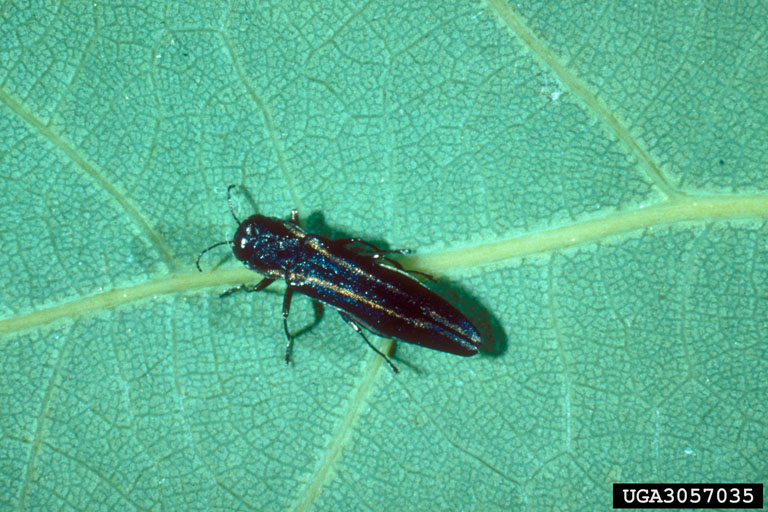 Two-lined chesnut borer