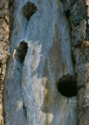 Cavity nest