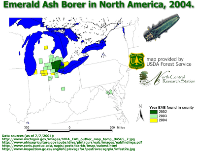 Emerald ash borer current distribution