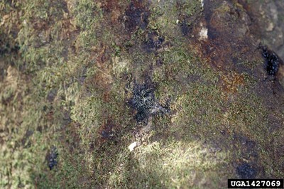 Sudden oak death bleeding canker symptom