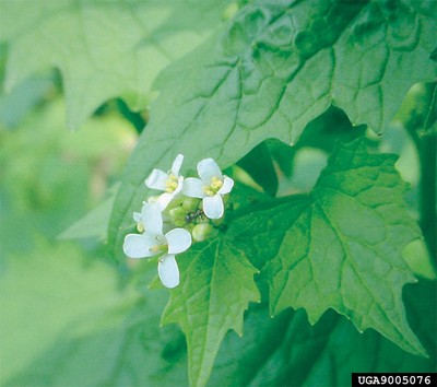 Garlic mustard flowers