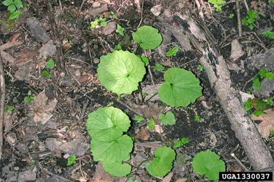 Garlic mustard rosette