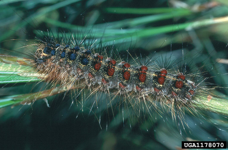 Gypsy moth larva