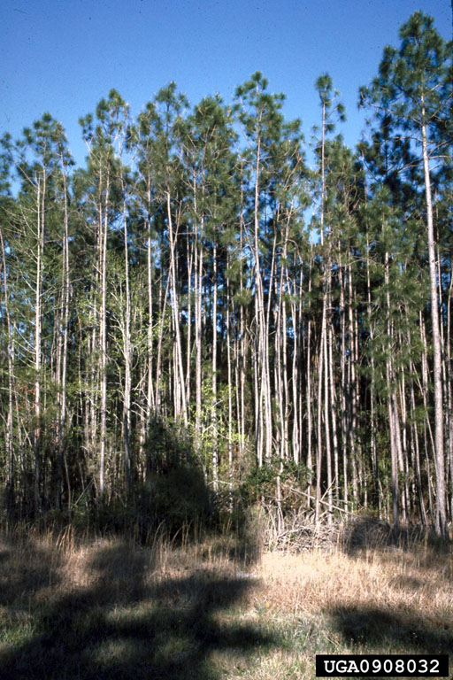 Commercial Thinning1