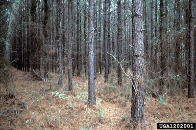 Commercial Thinning2