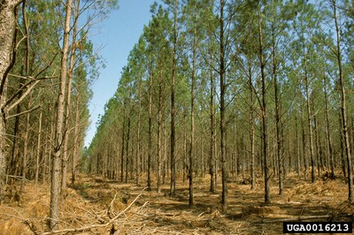 Commercial Thinning3