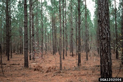 Commercial Thinning4