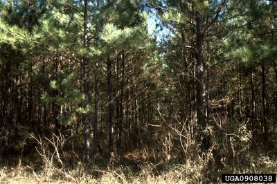 Precommercial Thinning2