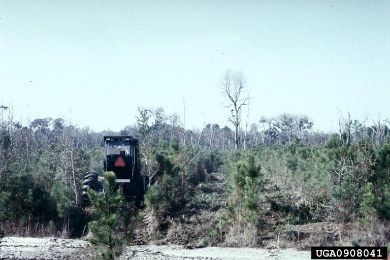 Precommercial Thinning3