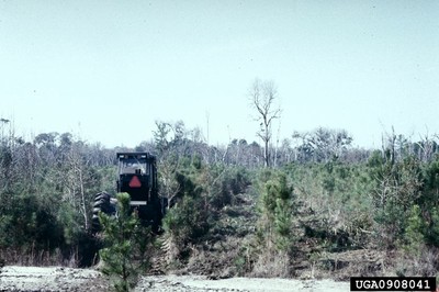 Precommercial Thinning3