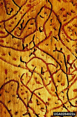 Southern Pine Beetle Galleries