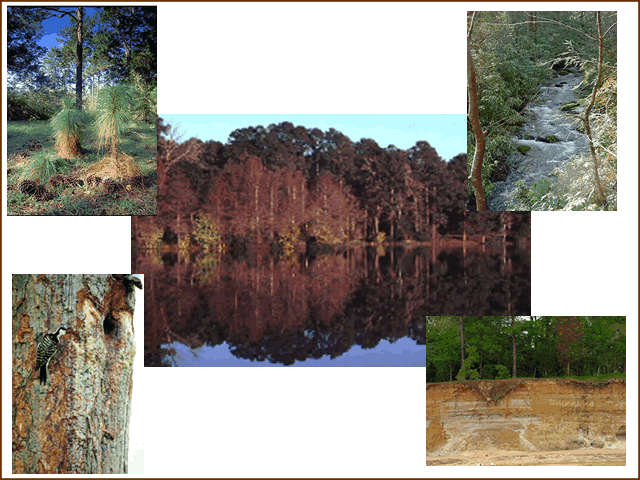 Environmental Sustainability