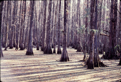 Cypress Swamp