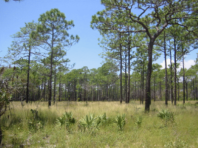 Longleaf Pine