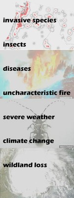 Environmental Threats to Forests and Rangelands