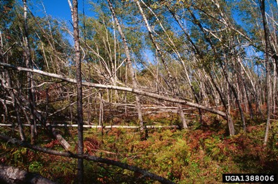 Bending and Windthrow due to a Major Windstorm.