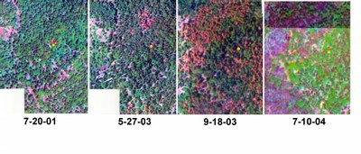 Remote imagery of Cedar Pines Park, San Bernardino National Forest, CA