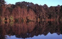 East Texas Lake