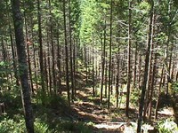 A Southern Hardwood Forest