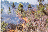 Backing Fire in Young Slash Pine