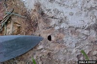 Emerald ash borer exit hole
