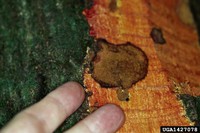 Sudden oak death zone line symptoms