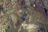 Sudden oak death bleeding canker symptom