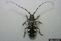 Asian longhorned beetle adult