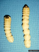Asian longhorned beetle larvae