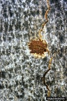 Asian longhorned beetle oviposition site