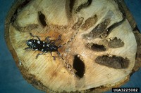 Asian longhorned beetle damage