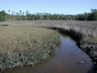 Salt Marsh