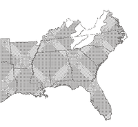 Southern Leopard Frog