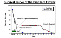 Survival Curve of the Pistillate Flower