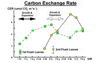 Carbon Exchange Rate