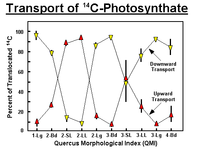 Transport of 14C-Photosynthate