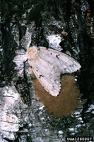 Gypsy moth female with egg mass