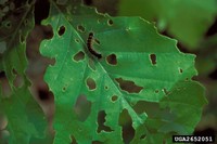 Gypsy moth defoliation