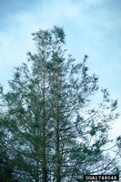 Hemlock woolly adelgid damage