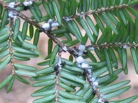 Hemlock woolly adelgid biological control