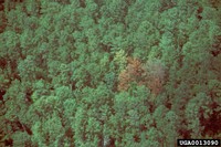 Southern pine beetle outbreak spot2