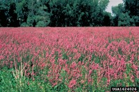 Purple loosestrife infestation