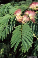 Mimosa flowers