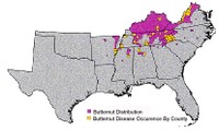 Butternut distribution and butternut canker distribution by county.
