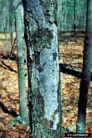 Hypoxylon canker